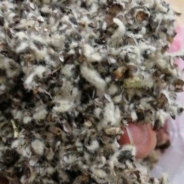食用菌种植专用中壳中绒棉壳