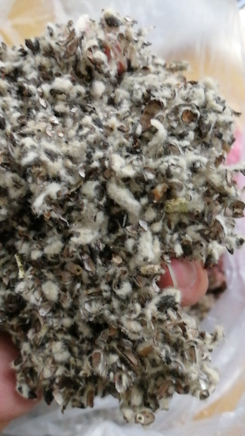 食用菌种植专用中壳中绒棉壳
