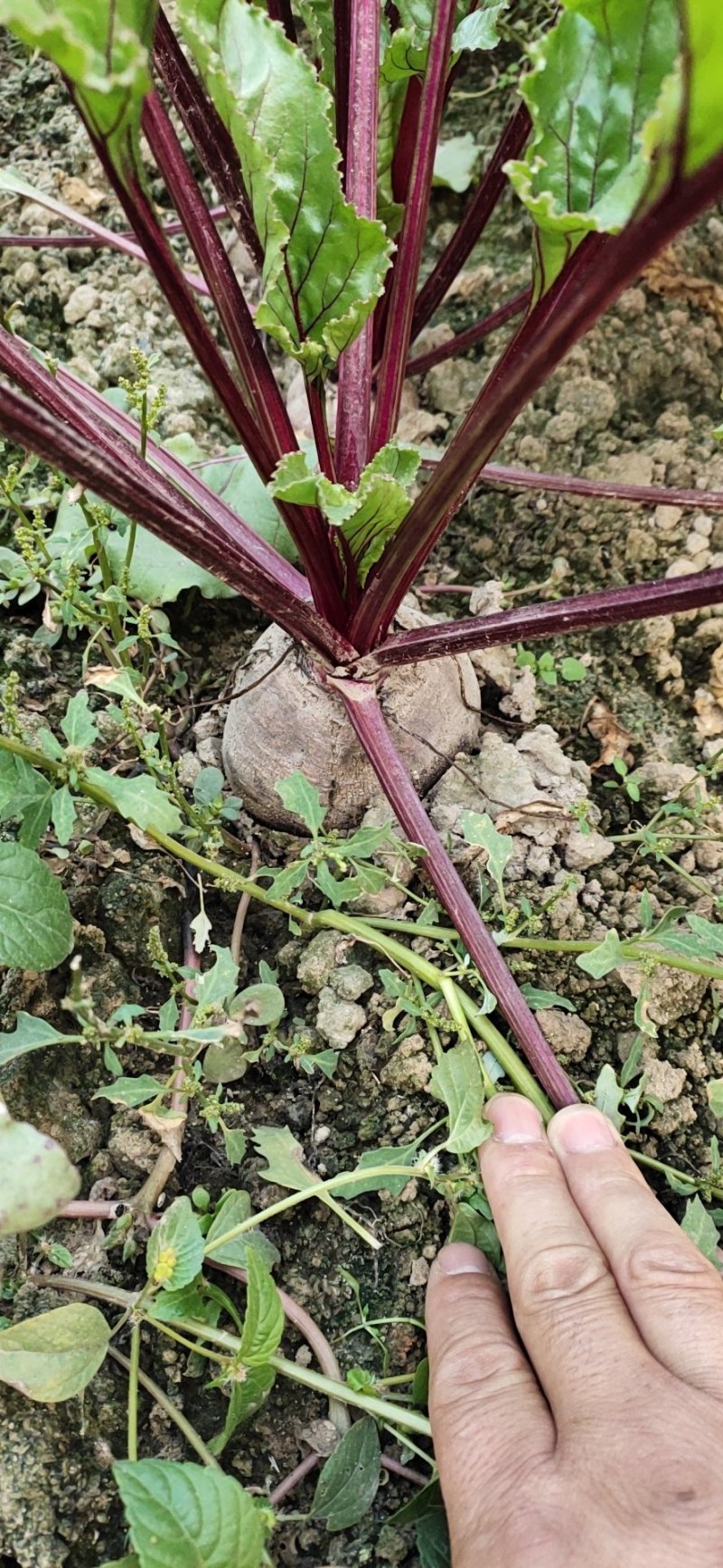 红甜菜颗粒