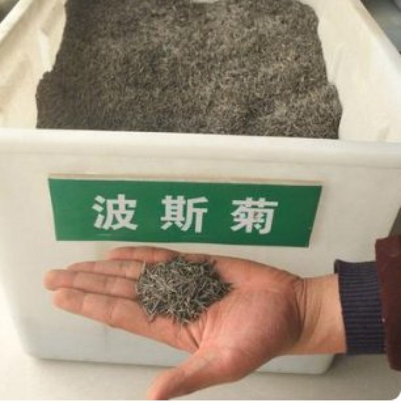 波斯菊种子新采草花种子混色矮杆格桑花景观花海种子野菊