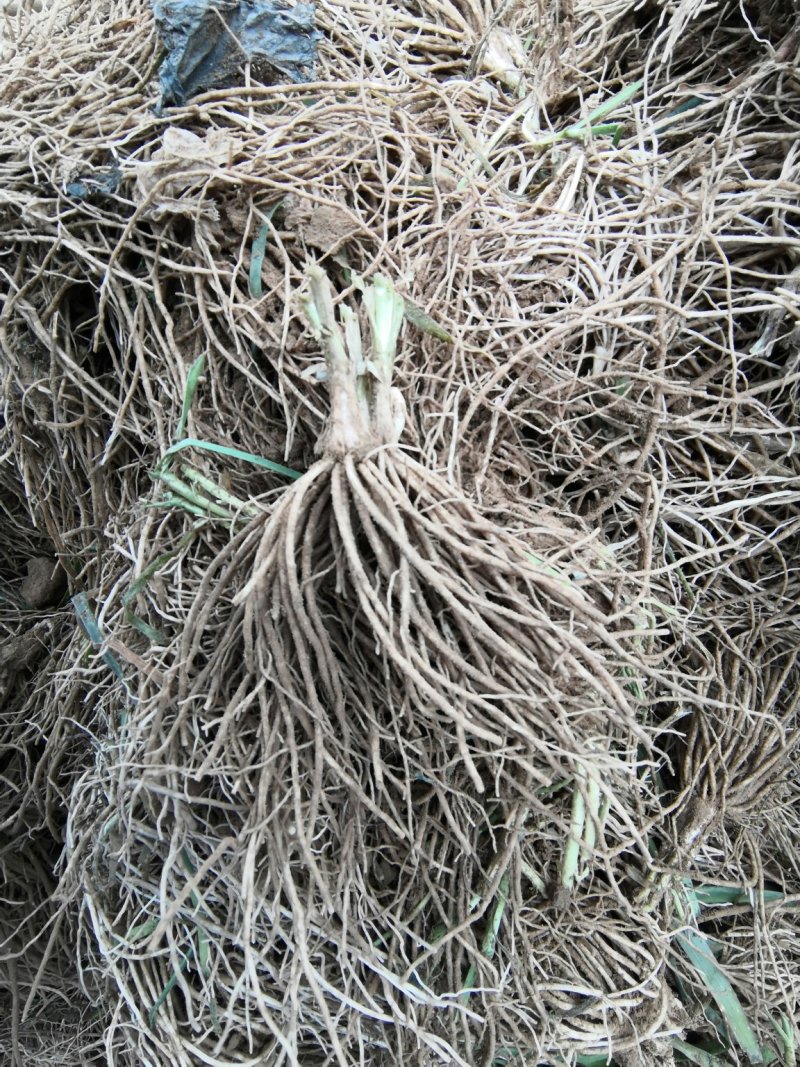 2026年春季新挖韭菜根韭菜苗韭菜根