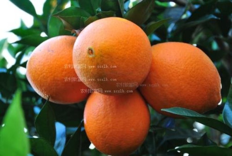 奉节脐橙新鲜橙子纽荷尔孕妇水果