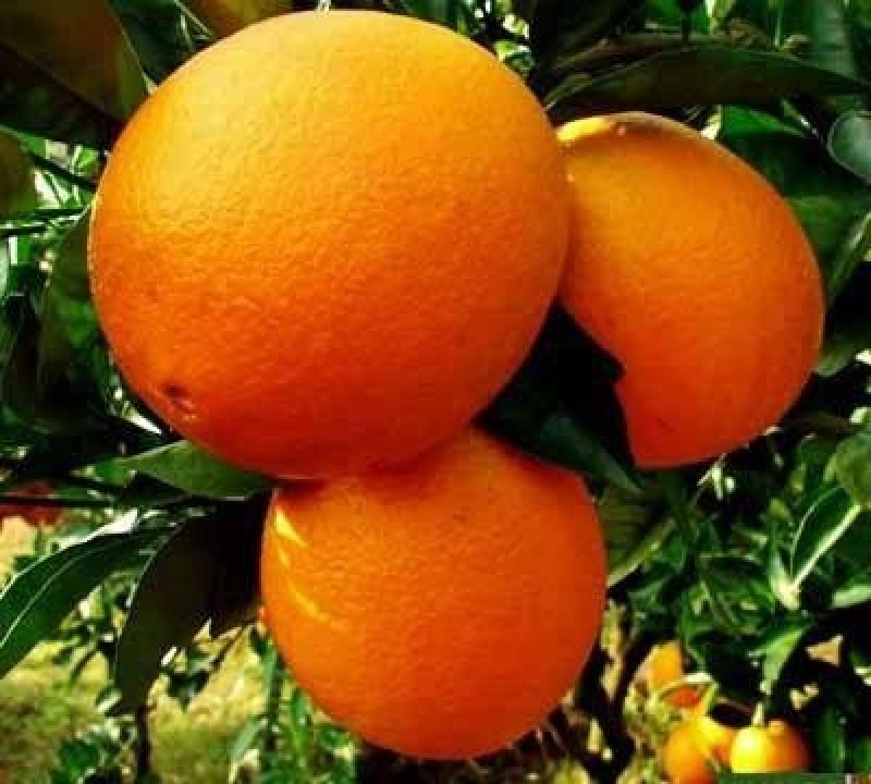 奉节脐橙新鲜橙子纽荷尔孕妇水果