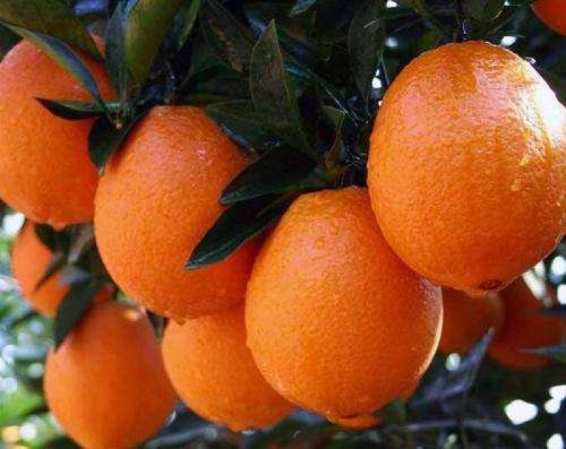 奉节脐橙新鲜橙子纽荷尔孕妇水果