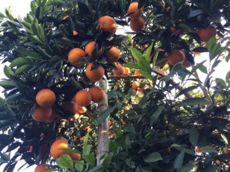 奉节脐橙新鲜橙子纽荷尔孕妇水果