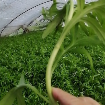 藜蒿，大量有货，对三高人群有保健作用，吃法，芦蒿炒肉丝，