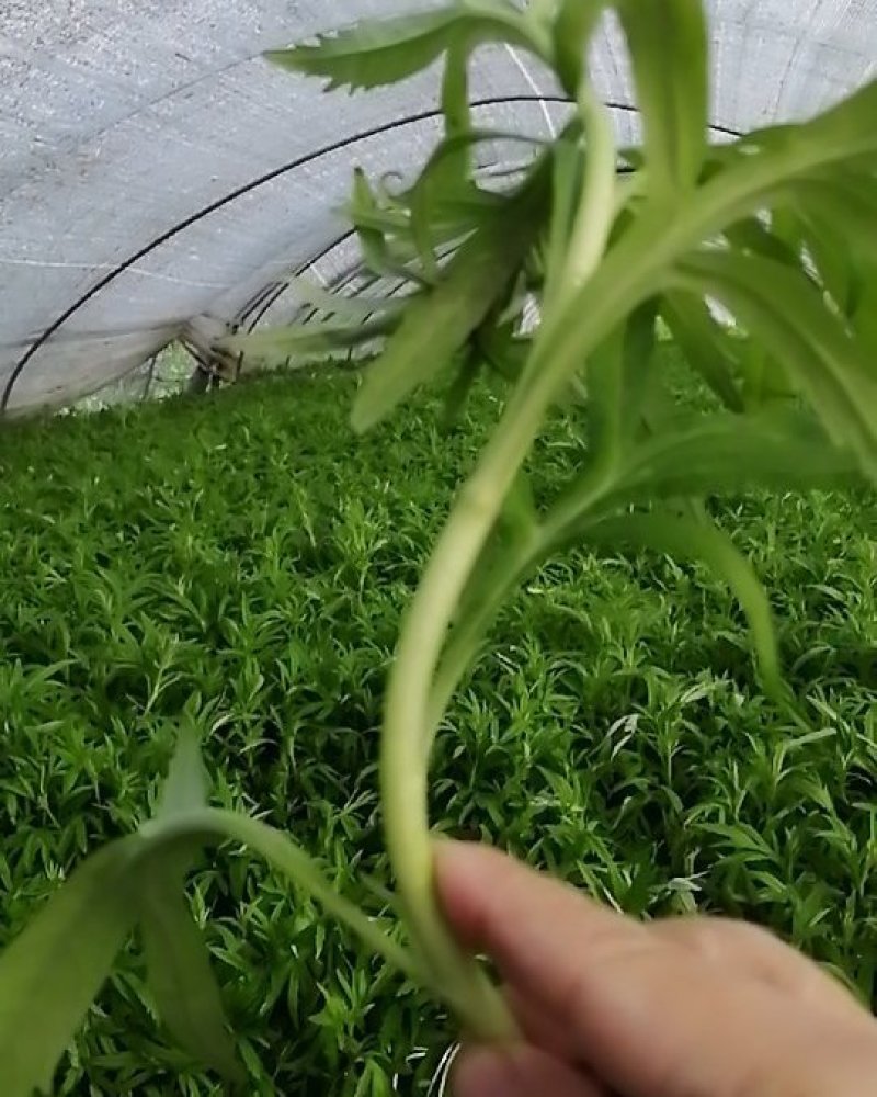 藜蒿，大量有货，对三高人群有保健作用，吃法，芦蒿炒肉丝，