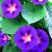 矮牵牛花种子四季易种阳台盆栽垂吊牵牛花籽