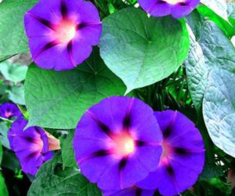矮牵牛花种子四季易种阳台盆栽垂吊牵牛花籽