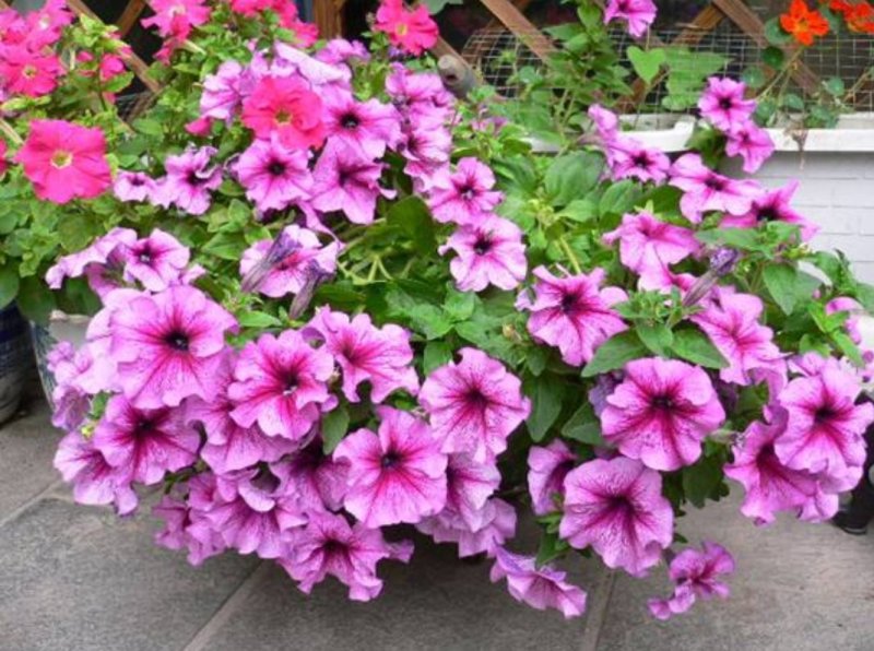矮牵牛花种子四季易种阳台盆栽垂吊牵牛花籽