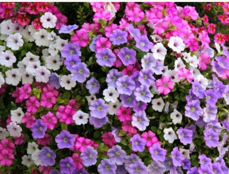 矮牵牛花种子四季易种阳台盆栽垂吊牵牛花籽