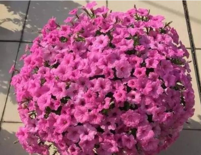 矮牵牛花种子四季易种阳台盆栽垂吊牵牛花籽