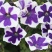 矮牵牛花种子四季易种阳台盆栽垂吊牵牛花籽