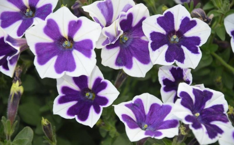 矮牵牛花种子四季易种阳台盆栽垂吊牵牛花籽