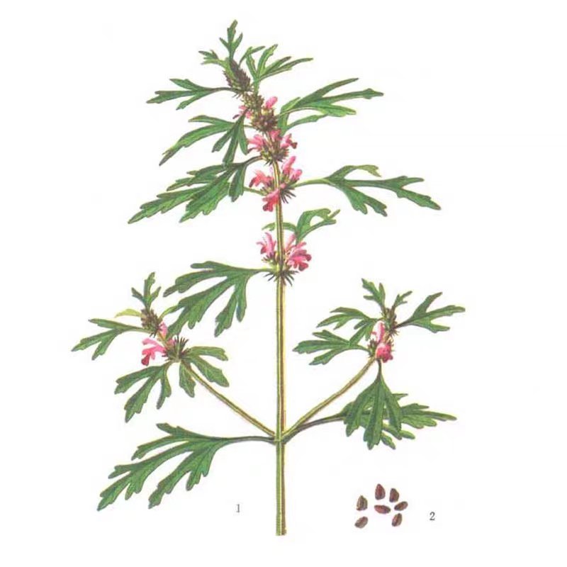 正品益母草种子苗阳台四季盆栽蔬菜种籽孑野生野菜食用籽