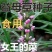 正品益母草种子苗阳台四季盆栽蔬菜种籽孑野生野菜食用籽