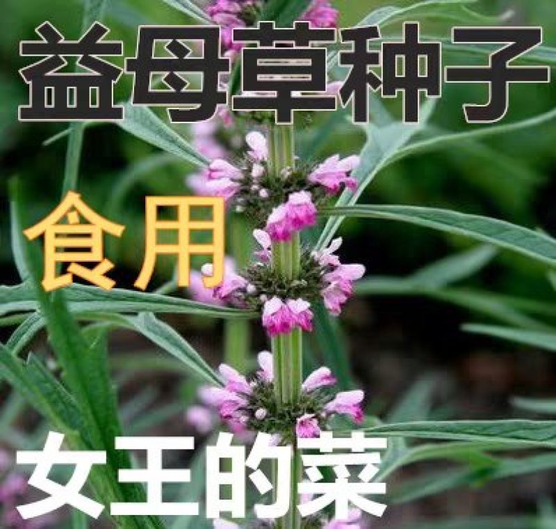 正品益母草种子苗阳台四季盆栽蔬菜种籽孑野生野菜食用籽