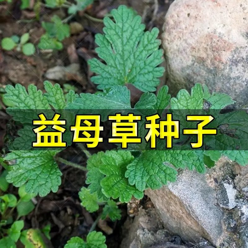 正品益母草种子苗阳台四季盆栽蔬菜种籽孑野生野菜食用籽