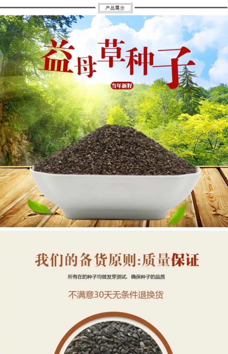正品益母草种子苗阳台四季盆栽蔬菜种籽孑野生野菜食用籽