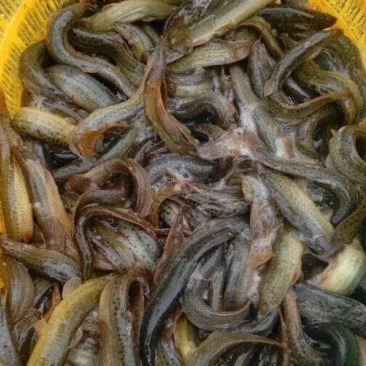 自家养殖台湾泥鳅