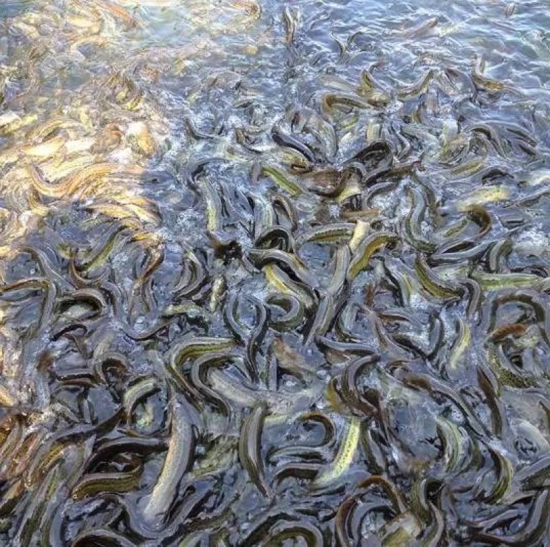 自家养殖台湾泥鳅