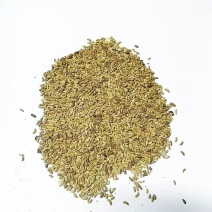 灌木种子刺槐紫穗槐猪屎豆银合欢多花木兰公路绿化护坡固土草