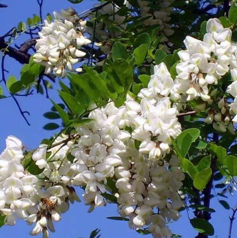 灌木种子刺槐紫穗槐猪屎豆银合欢多花木兰公路绿化护坡固土草