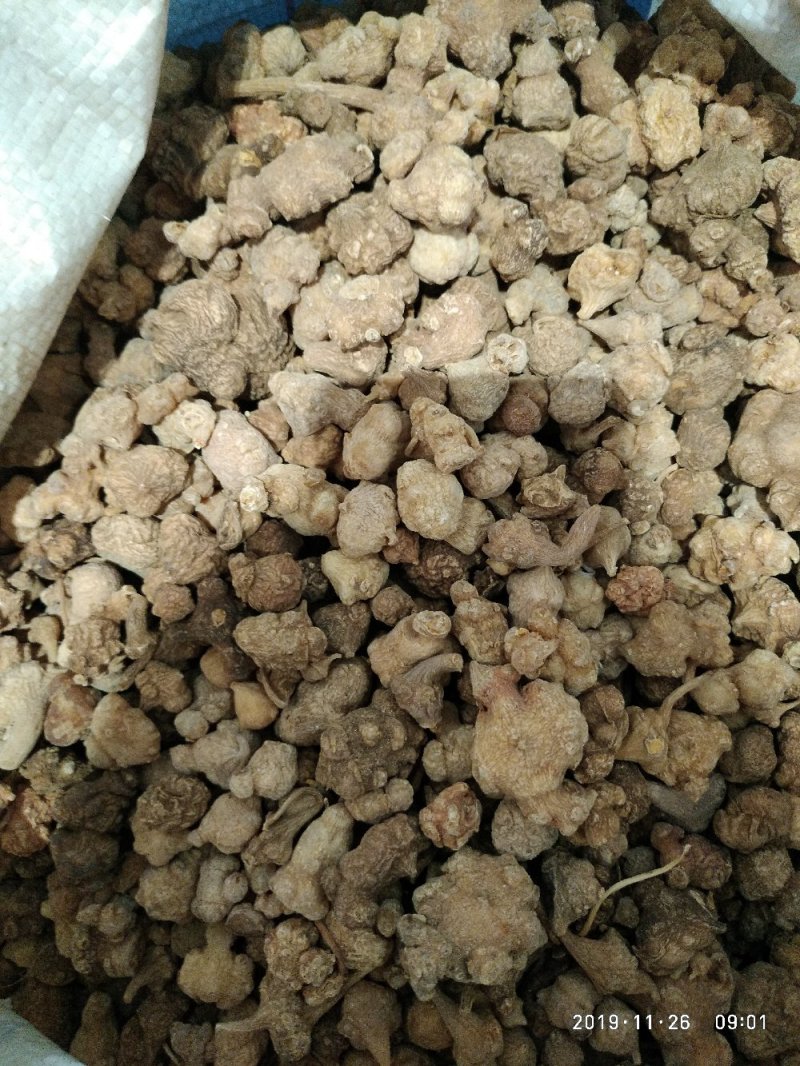 芝春堂中药材批发珠子参竹儿参一件代发