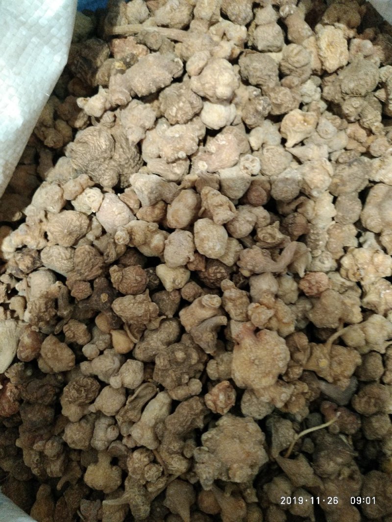 芝春堂中药材批发珠子参竹儿参一件代发