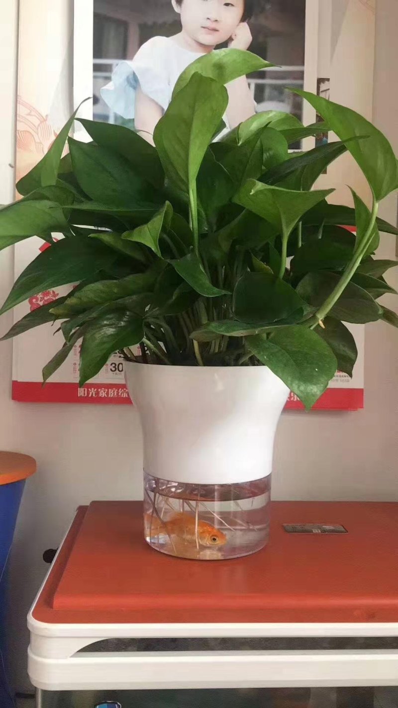 自吸水盆，高端大气。下面可以养鱼，上面可观花