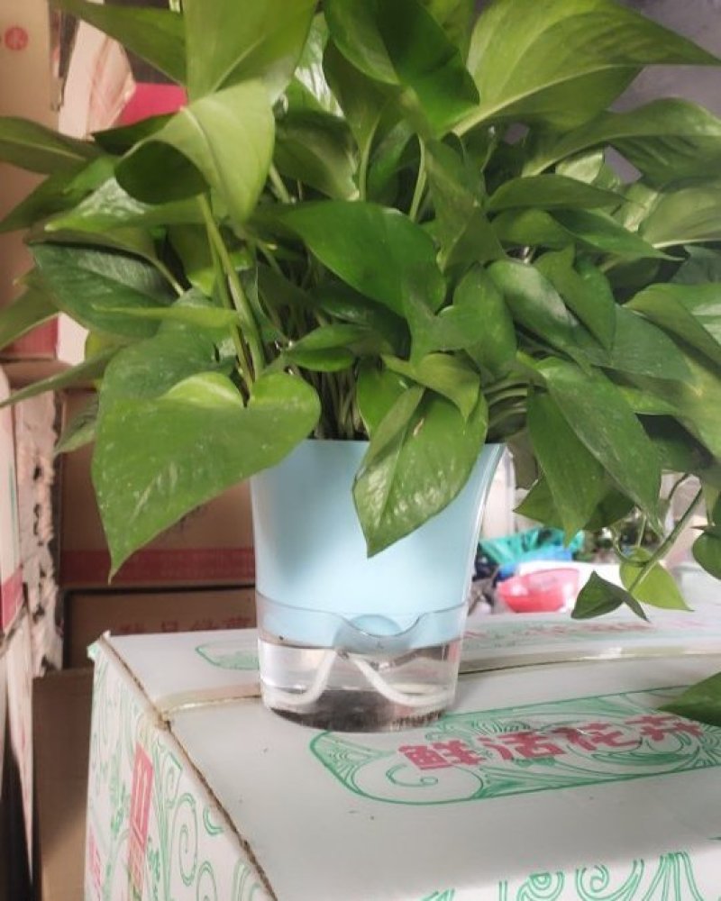 自吸水盆，高端大气。下面可以养鱼，上面可观花