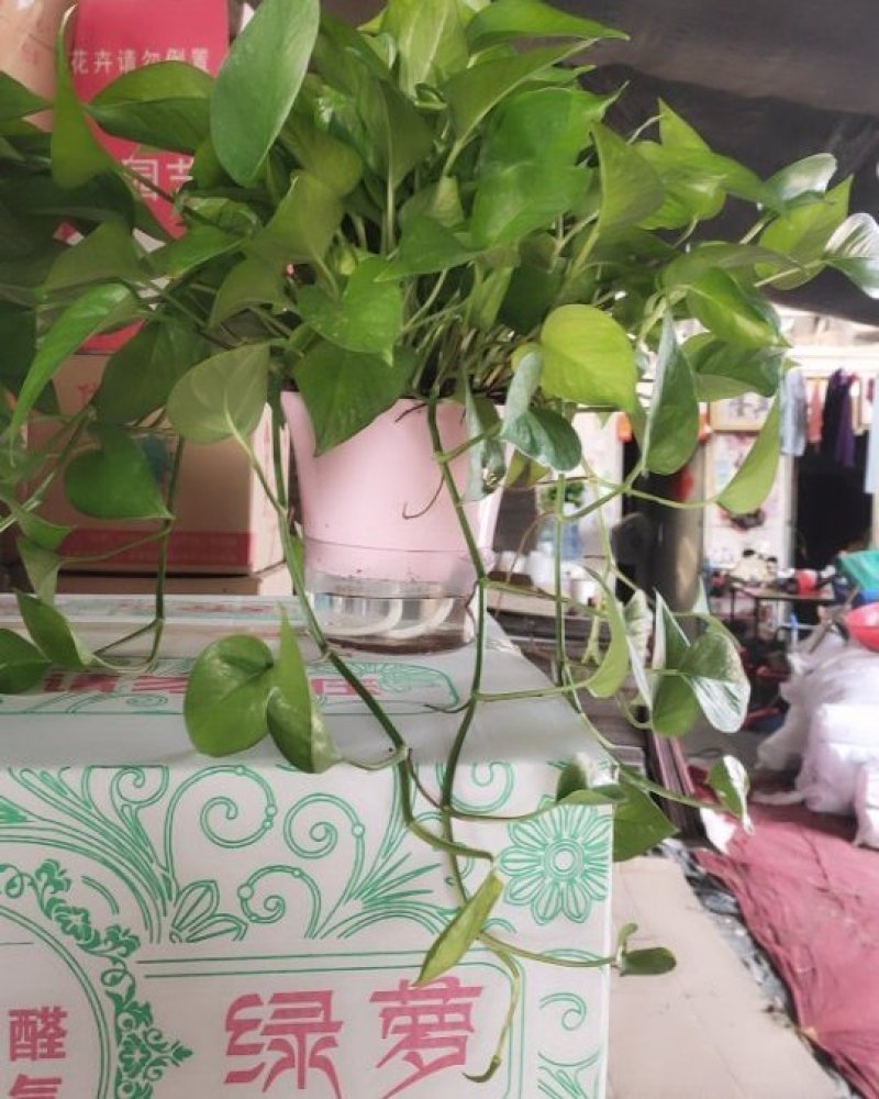 自吸水盆，高端大气。下面可以养鱼，上面可观花