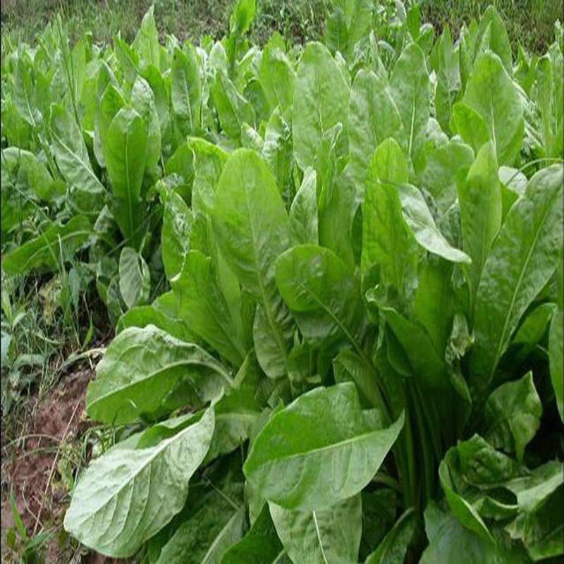 进口鲁梅克斯种子俄罗斯饲料菜多年生四季牧草种子鸡鸭鹅猪包