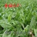 进口鲁梅克斯种子俄罗斯饲料菜多年生四季牧草种子鸡鸭鹅猪包