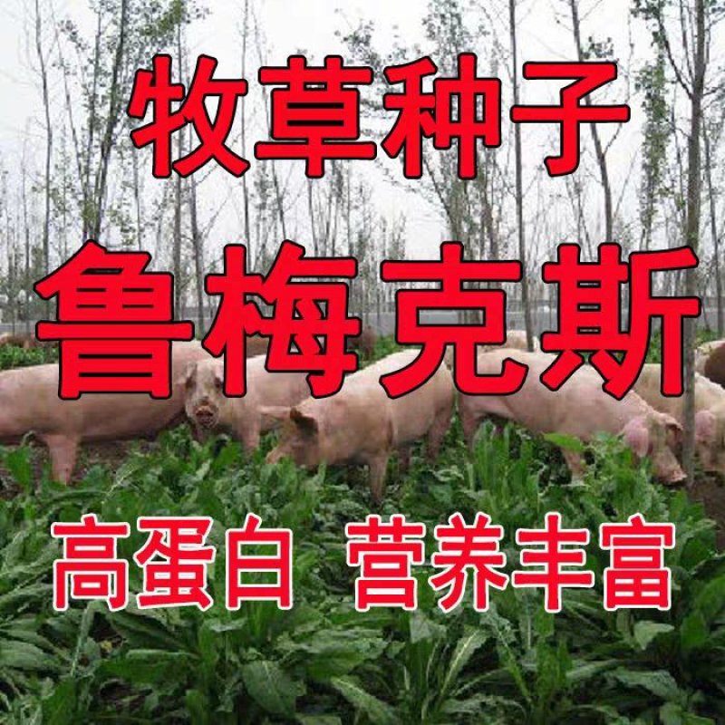 进口鲁梅克斯种子俄罗斯饲料菜多年生四季牧草种子鸡鸭鹅猪包