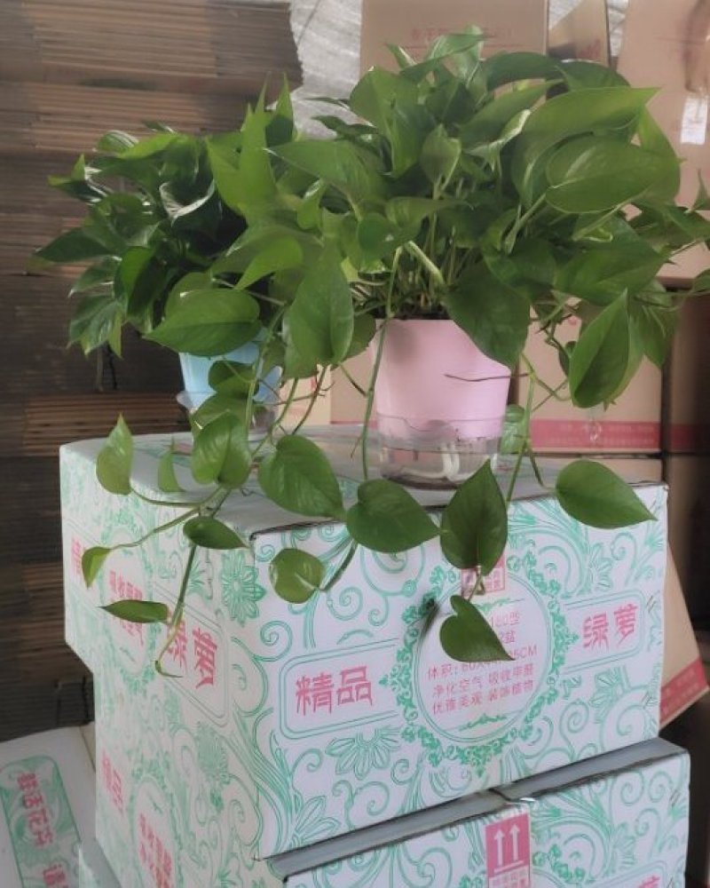自吸水盆，高端大气。下面可以养鱼，上面可观花