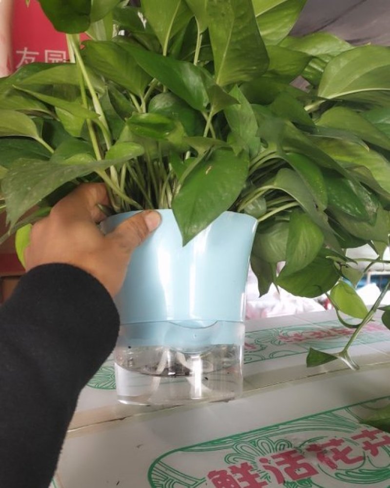 自吸水盆，高端大气。下面可以养鱼，上面可观花