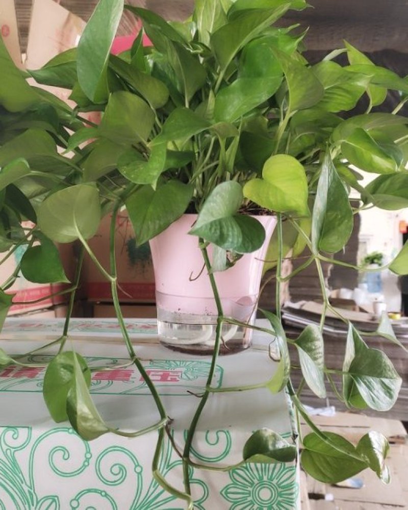 自吸水盆，高端大气。下面可以养鱼，上面可观花