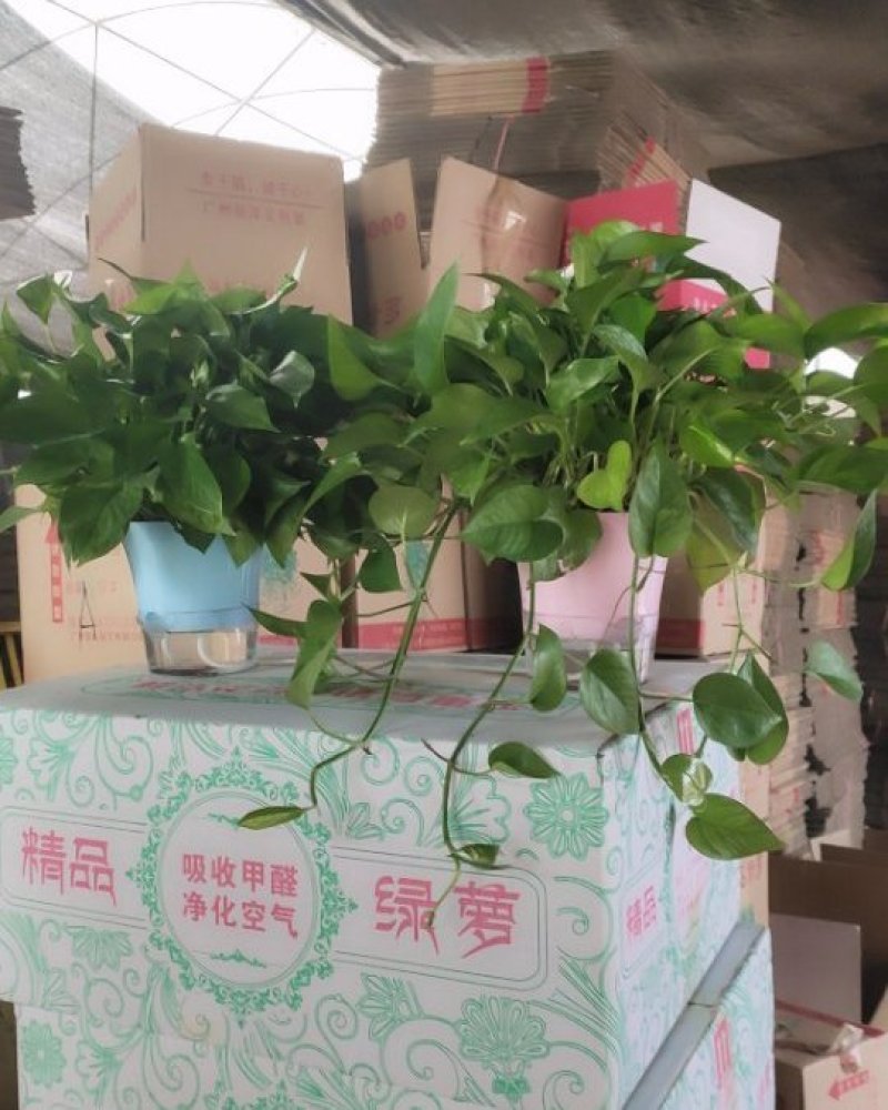 自吸水盆，高端大气。下面可以养鱼，上面可观花