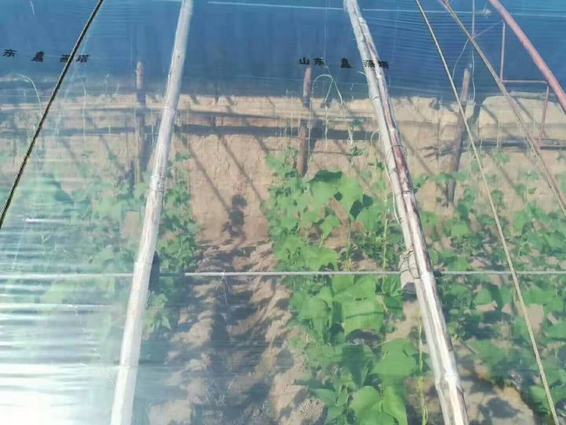 塑料薄膜长寿无滴膜黑白膜利得膜厂家直销价格优惠