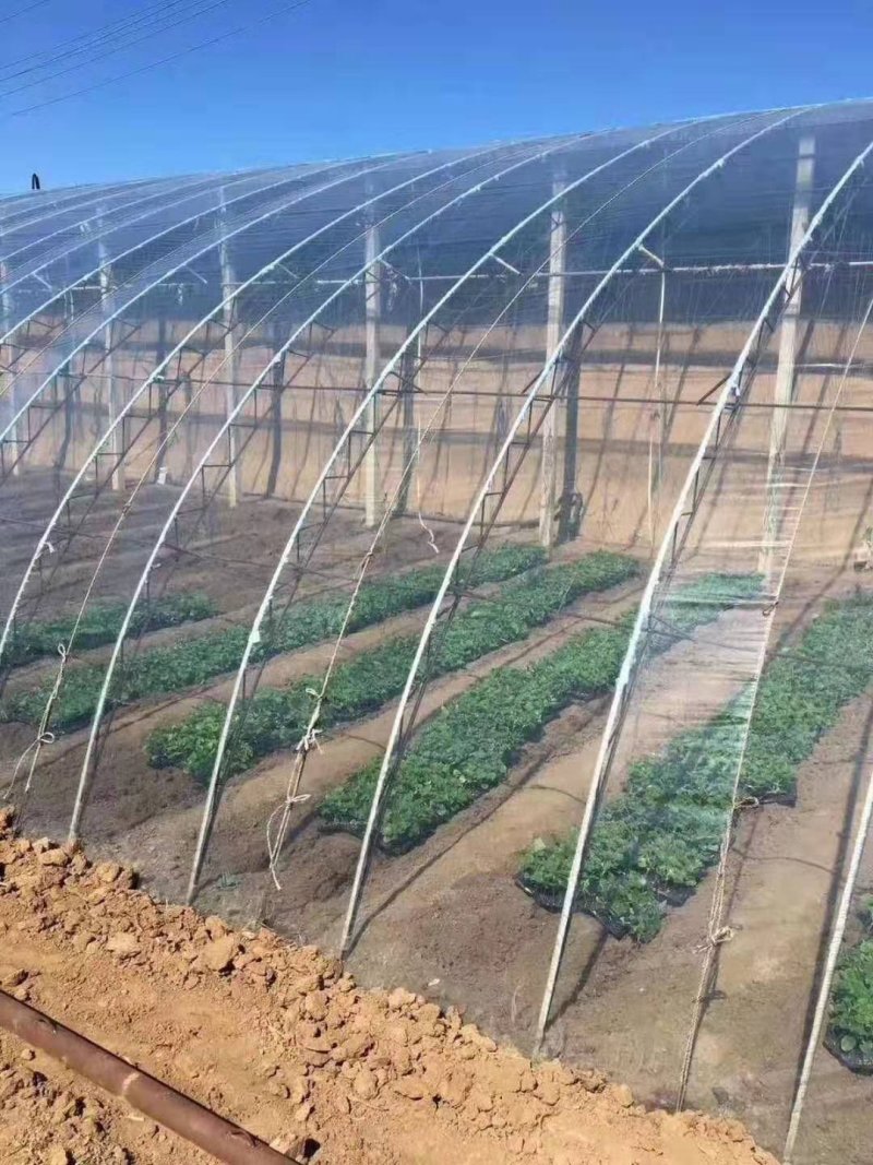 塑料薄膜长寿无滴膜黑白膜利得膜厂家直销价格优惠