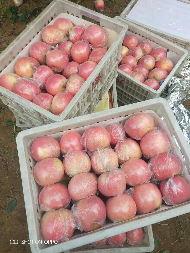 深州水果基地，冰糖心富士苹果产地一手货源质量保证也欢迎