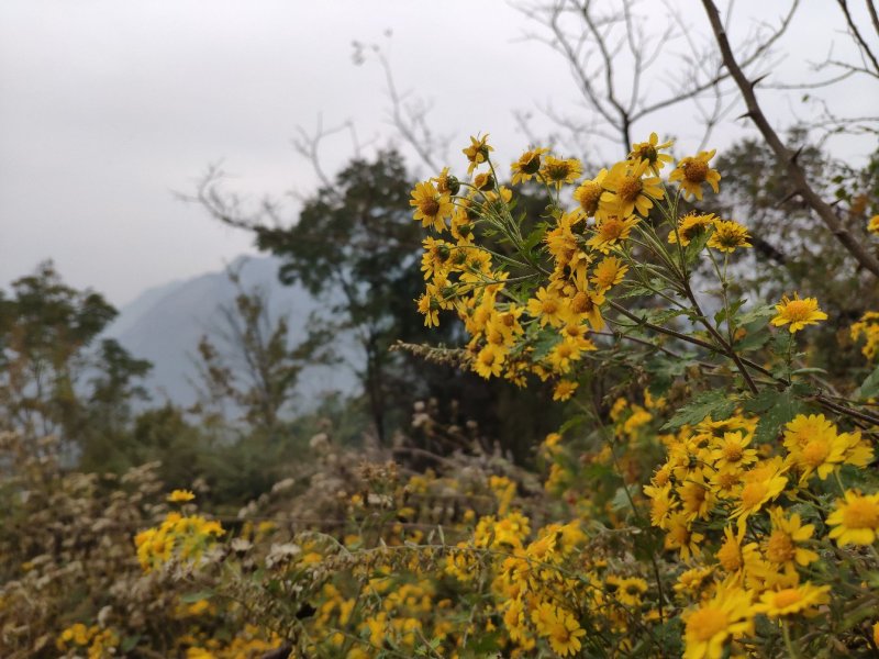 少量野菊花宜昌可送上门