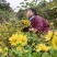 少量野菊花宜昌可送上门