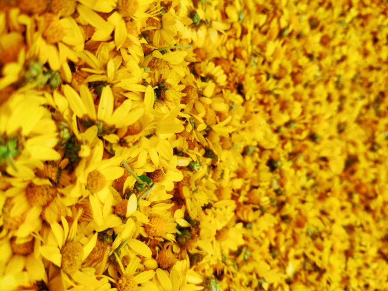 少量野菊花宜昌可送上门