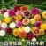 波斯菊重瓣百日草硫华菊四季开花卉路边山上野花组合种子室外