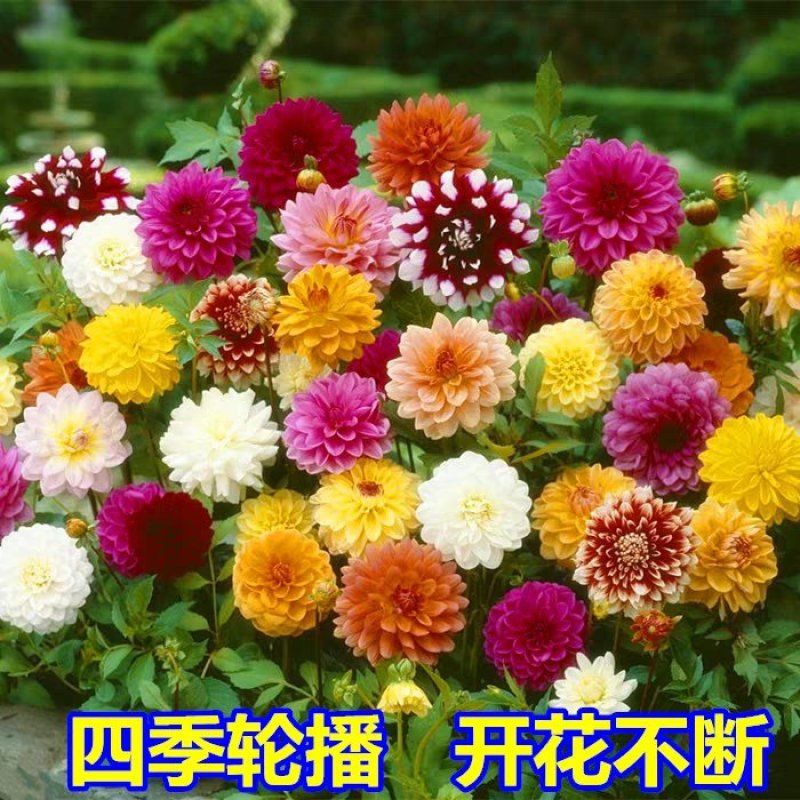 波斯菊重瓣百日草硫华菊四季开花卉路边山上野花组合种子室外