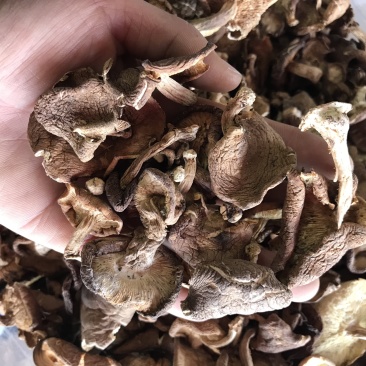 香菇干货云南特产野生香菇100%食用菌野生香菇