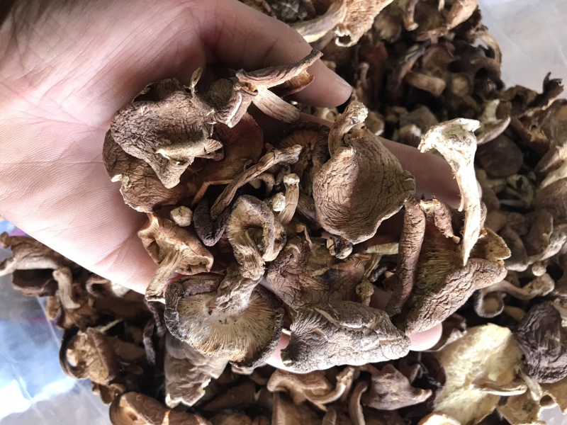 香菇干货云南特产野生香菇100%食用菌野生香菇