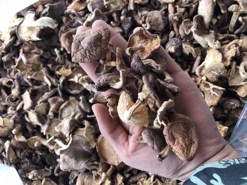 香菇干货云南特产野生香菇100%食用菌野生香菇